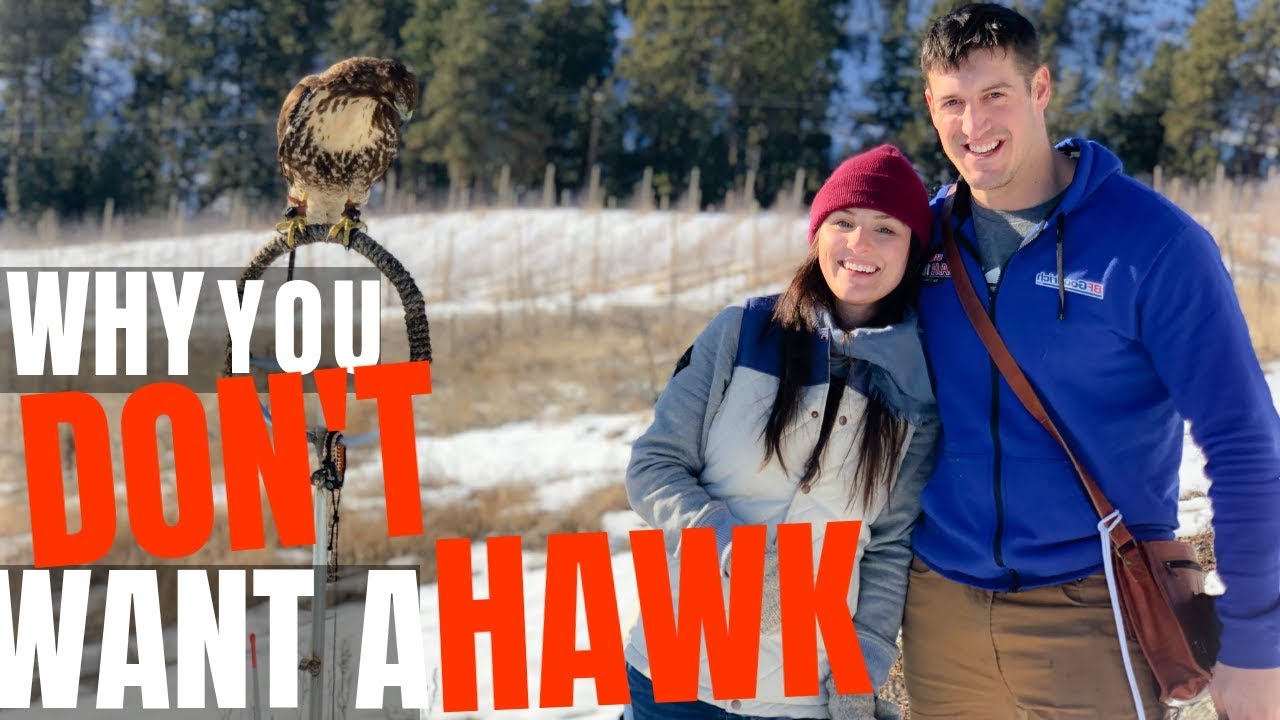 10 Reasons NOT to Own a Hawk | Falconry