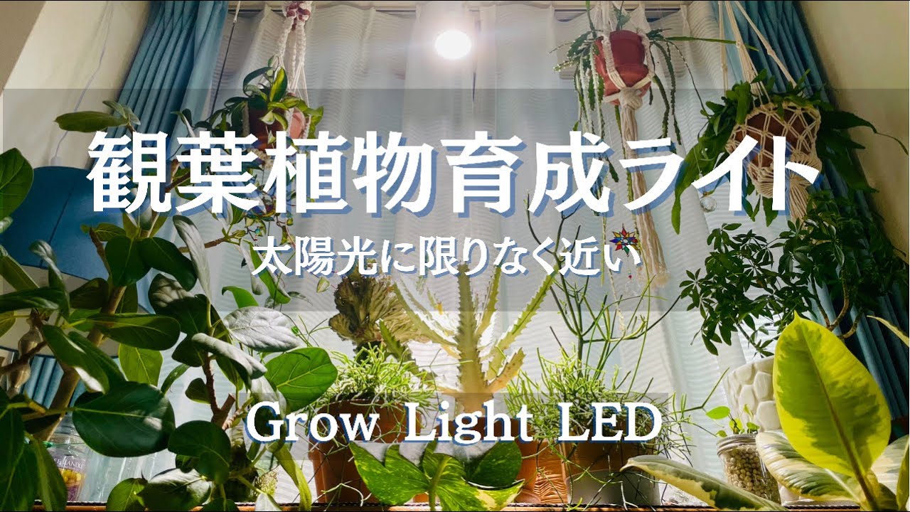 【観葉植物】植物育成ライトを設置してみた/grow light led
