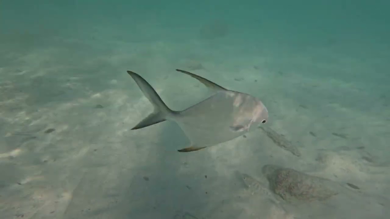 Bahia Principe Grand Coba - Snorkleing