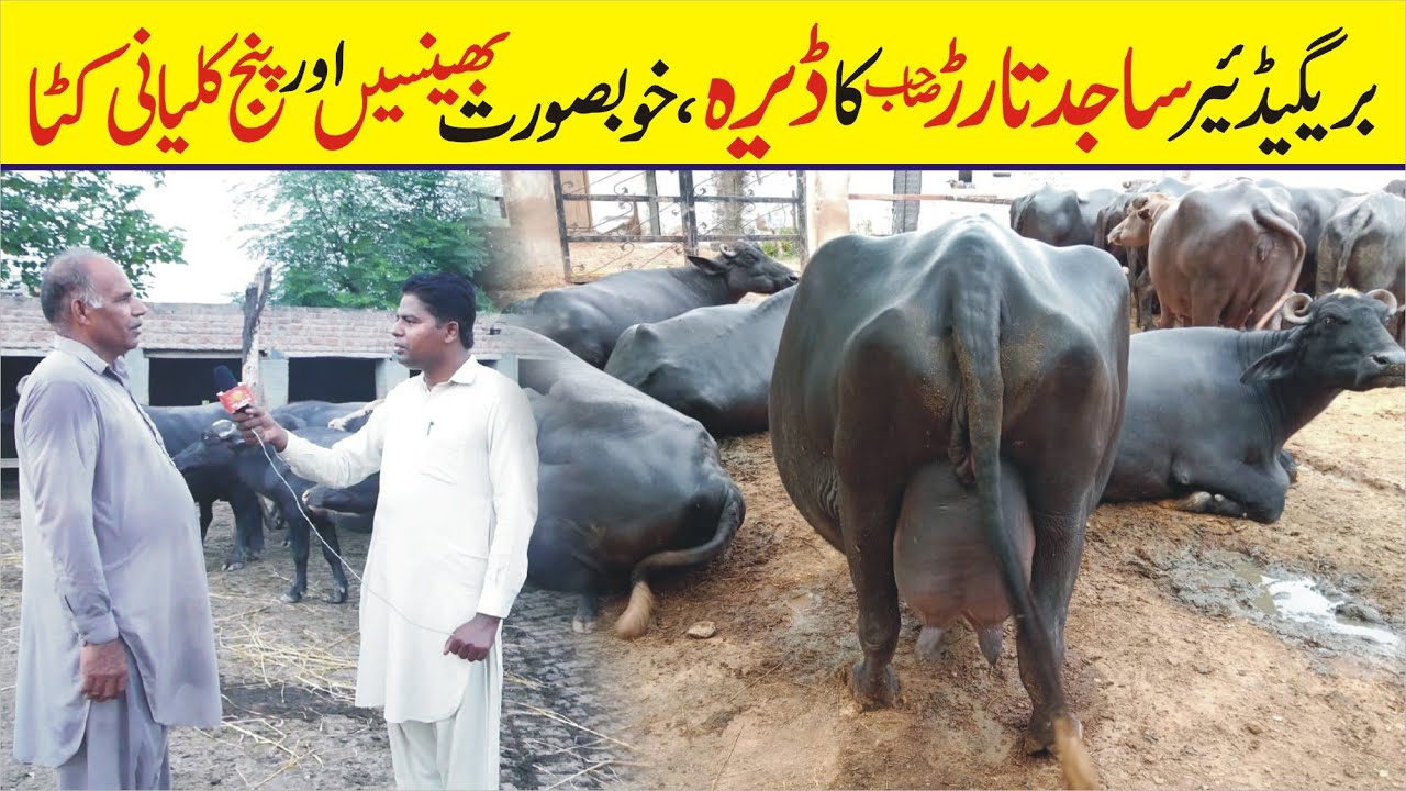 Dera of Brigadier Sajid Tarar | Cattle Farm | Top Breed Buffalo in pakistan | Panj Kalyan Katta
