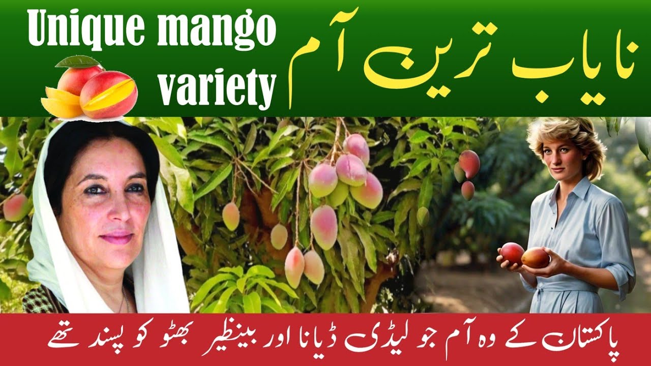 World best mangoes | Mango farming Sindh | Unique mango variety in Pakistan
