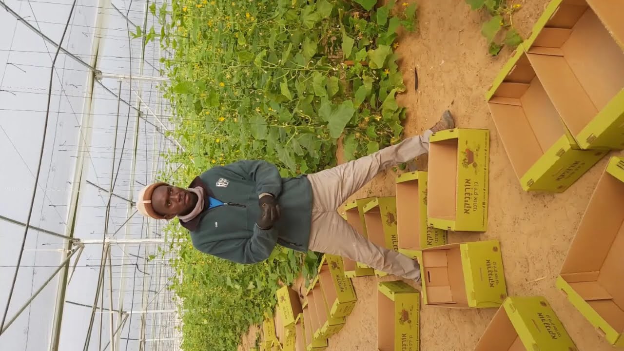 Drip irrigation system specific for vegetables crops in Israel