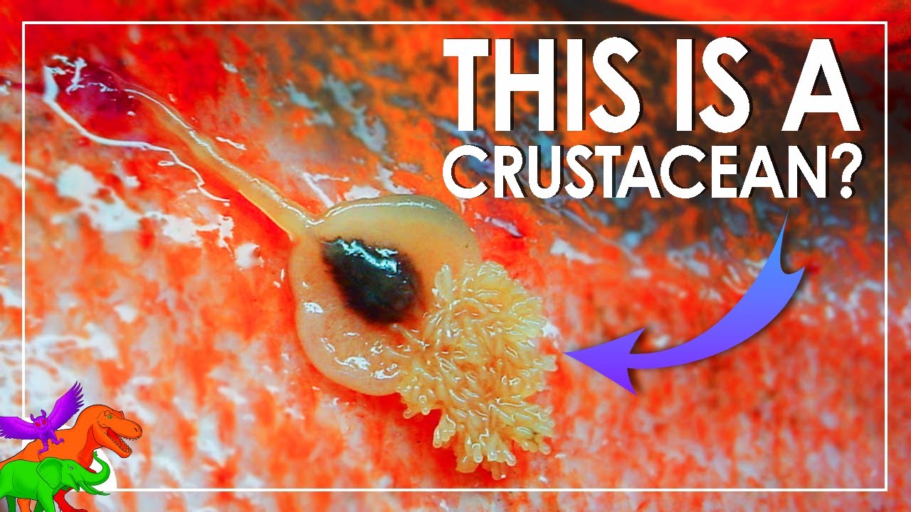 When Crustaceans Become Parasitic Alien Antennas &ndash; Siphon-Mouthed Copepods | Animals EXPLAINED