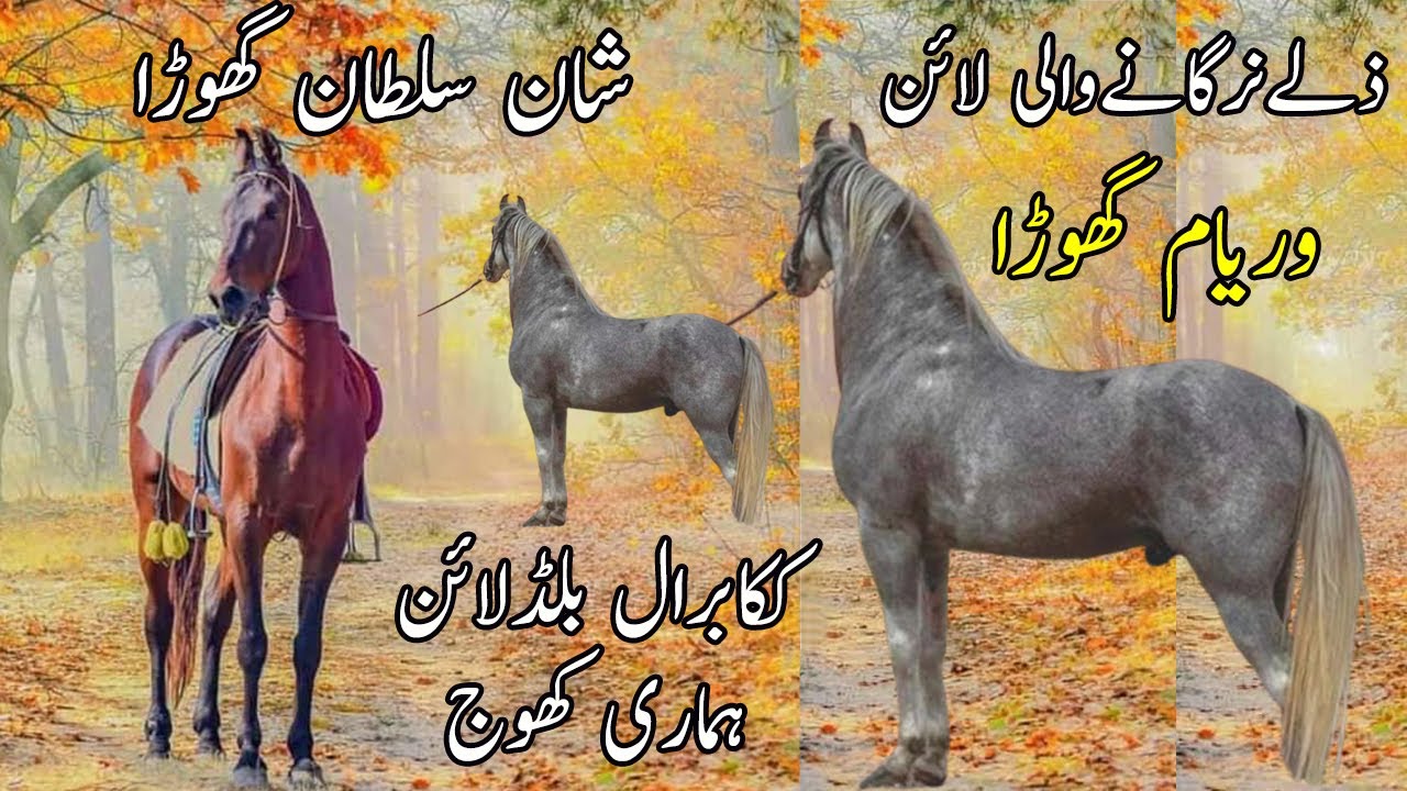 Zulla Nargana Horses belongs to Kaaka Barral Blood Line ? || Most Famous Horses Of Pakistan EP#7