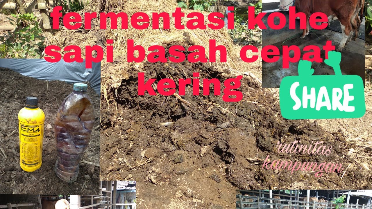 fermentasi kotoran sapi basah