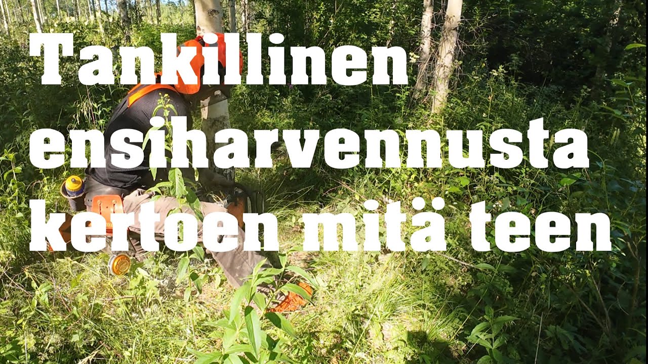 Tankillinen koivikon ensiharvennusta (höpöttäen) - sahana STIHL MS 261