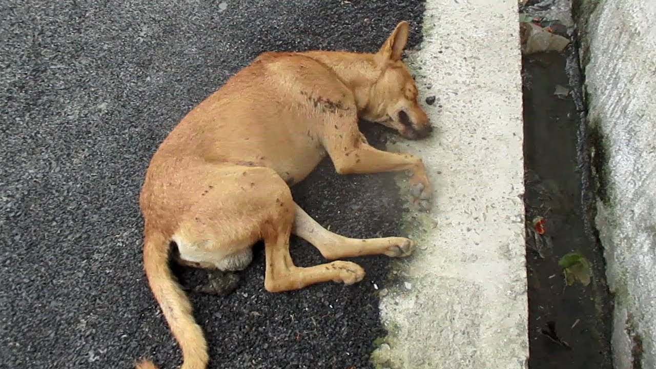 Stra&szlig;enhund liegt 48 Stunden Bewusstlos am Boden, kann er gerettet werden?