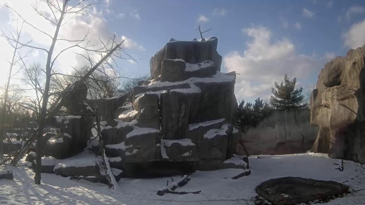 Snow Monkey Live