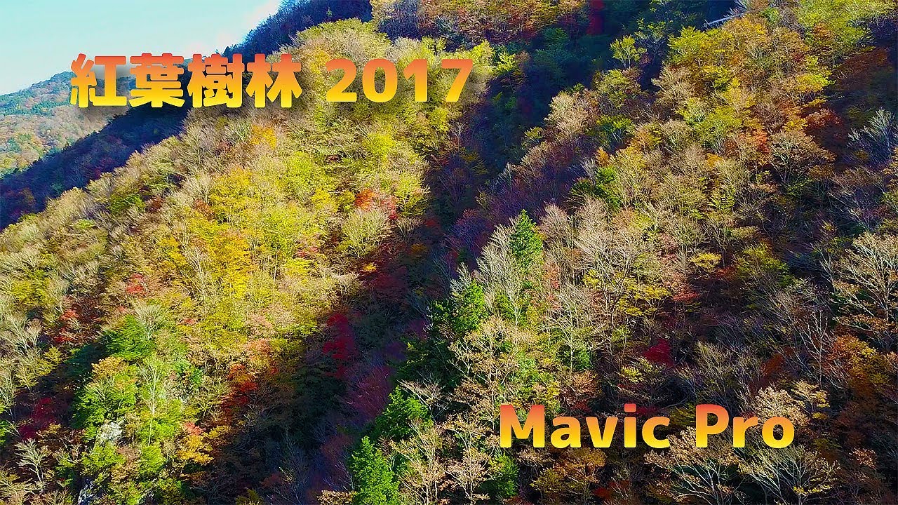 紅葉樹林 2017 秋 【 DJI Mavic Pro 】4K