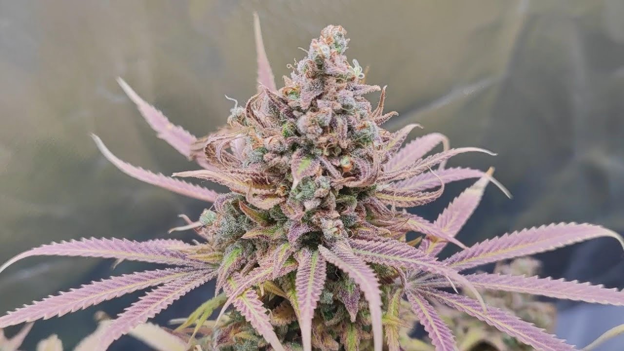 Flowering Day#75 (HARVEST) - FROZEN BLACK CHERRY (Anesia Seeds)