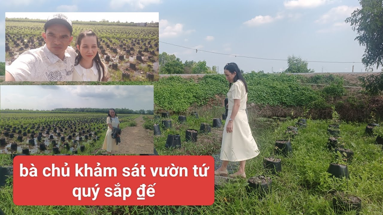 Bà chủ khảo sát vườn 20.000 mai tứ quý sắp đế