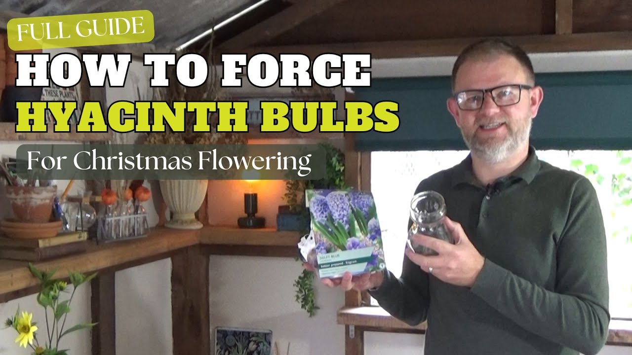 How to Force Hyacinth Bulbs for Christmas Flowering | Growing & Forcing Hyacinths in Water & Compost