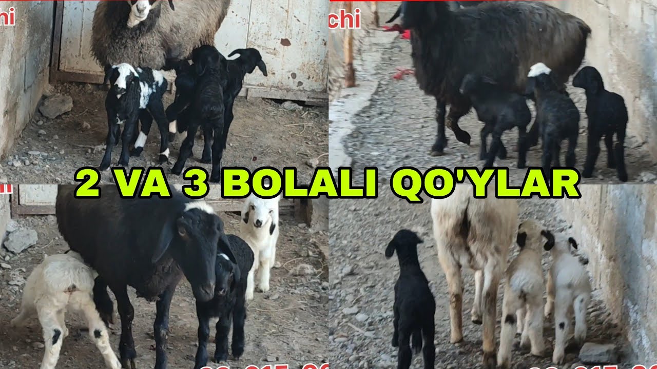 2 va 3 bolali egizchi qoʻy ishqibozlari aksariyati 3 bolalilar 24-fevral, 2026