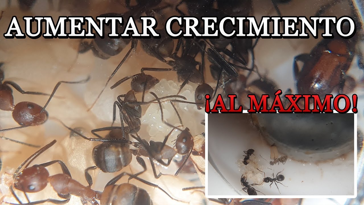 ASÍ HAGO QUE MIS COLONIAS DE HORMIGAS CREZCAN MUCHÍSIMO