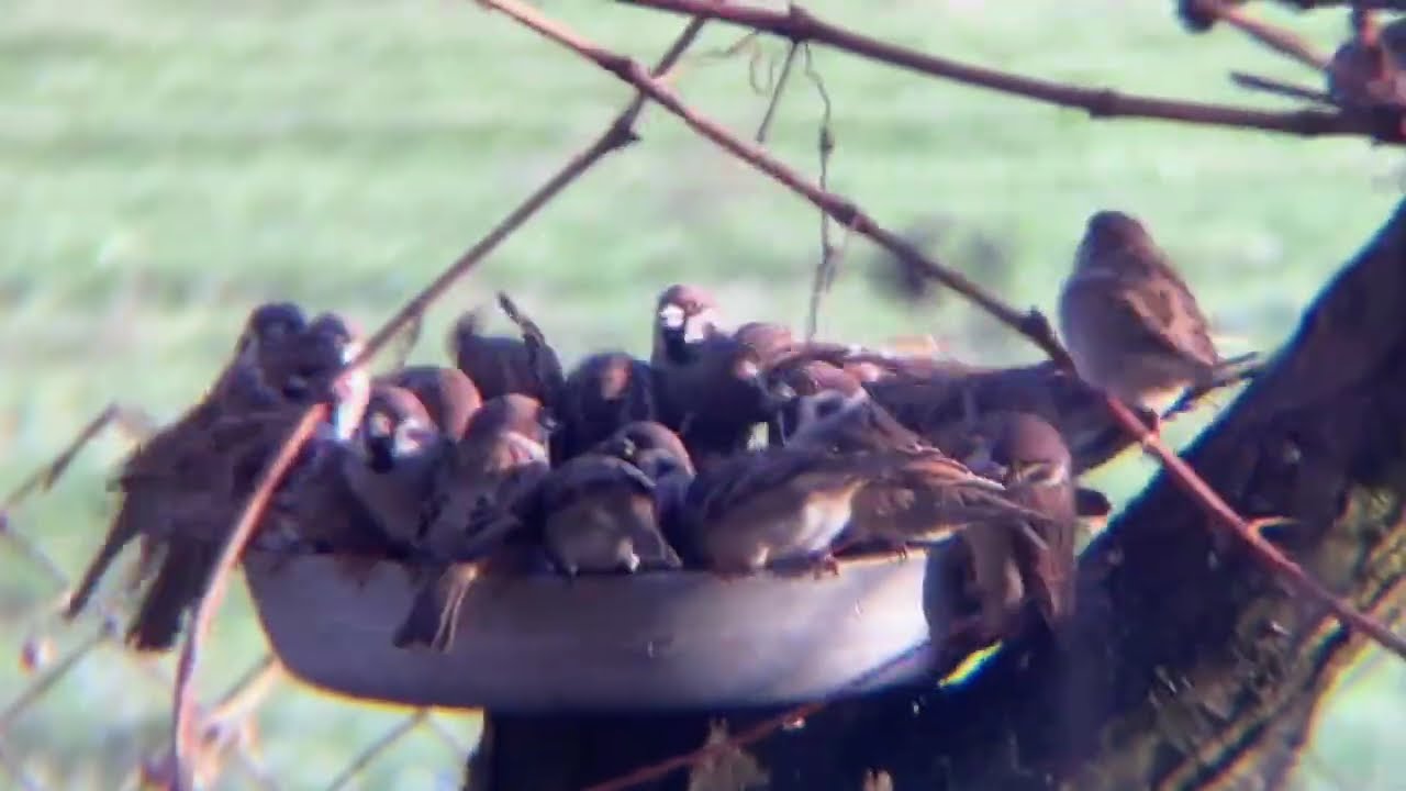 Воробьи обедают большой дружной семьей