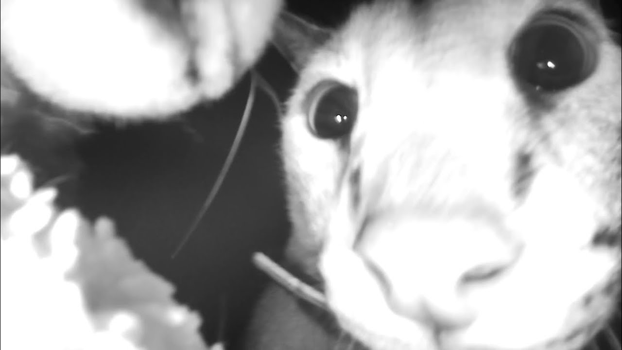 Playing with Pumba at night😈