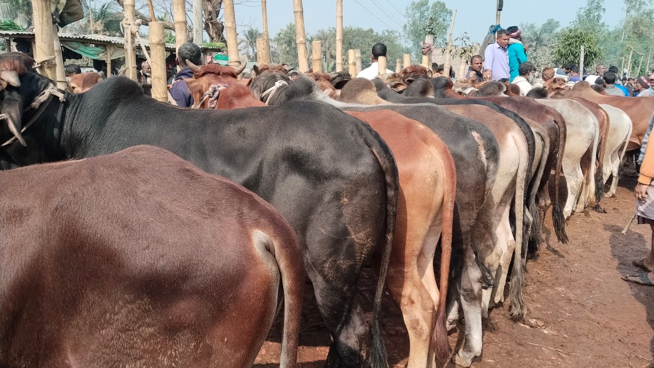 ২/২/২৬/আগামী কোরবানির টার্গেটে সুন্দর সেরা জাত মানের শাহীওয়াল গরু01773949974