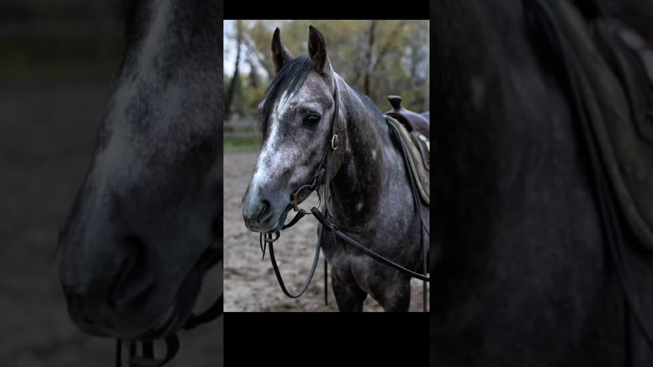 Whiskey&rsquo;s Dun Gun ~ Selling at the Top Gun Sale April 11, 2026!