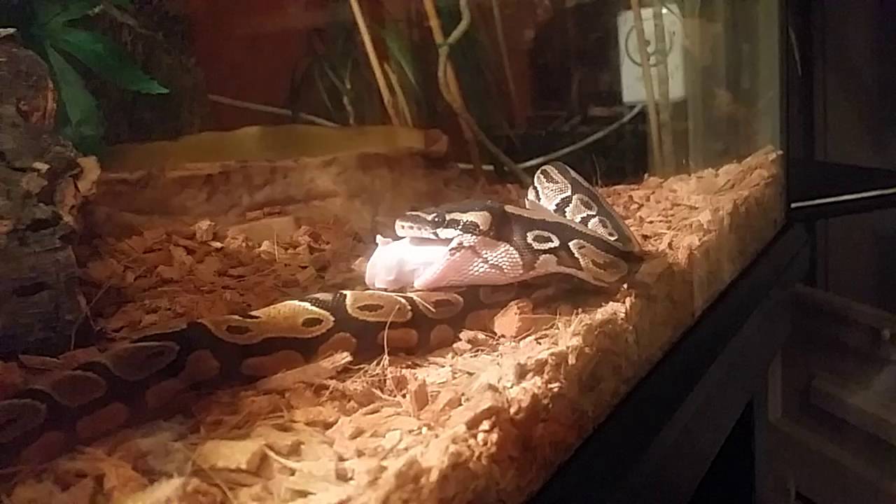 nourriture python royal