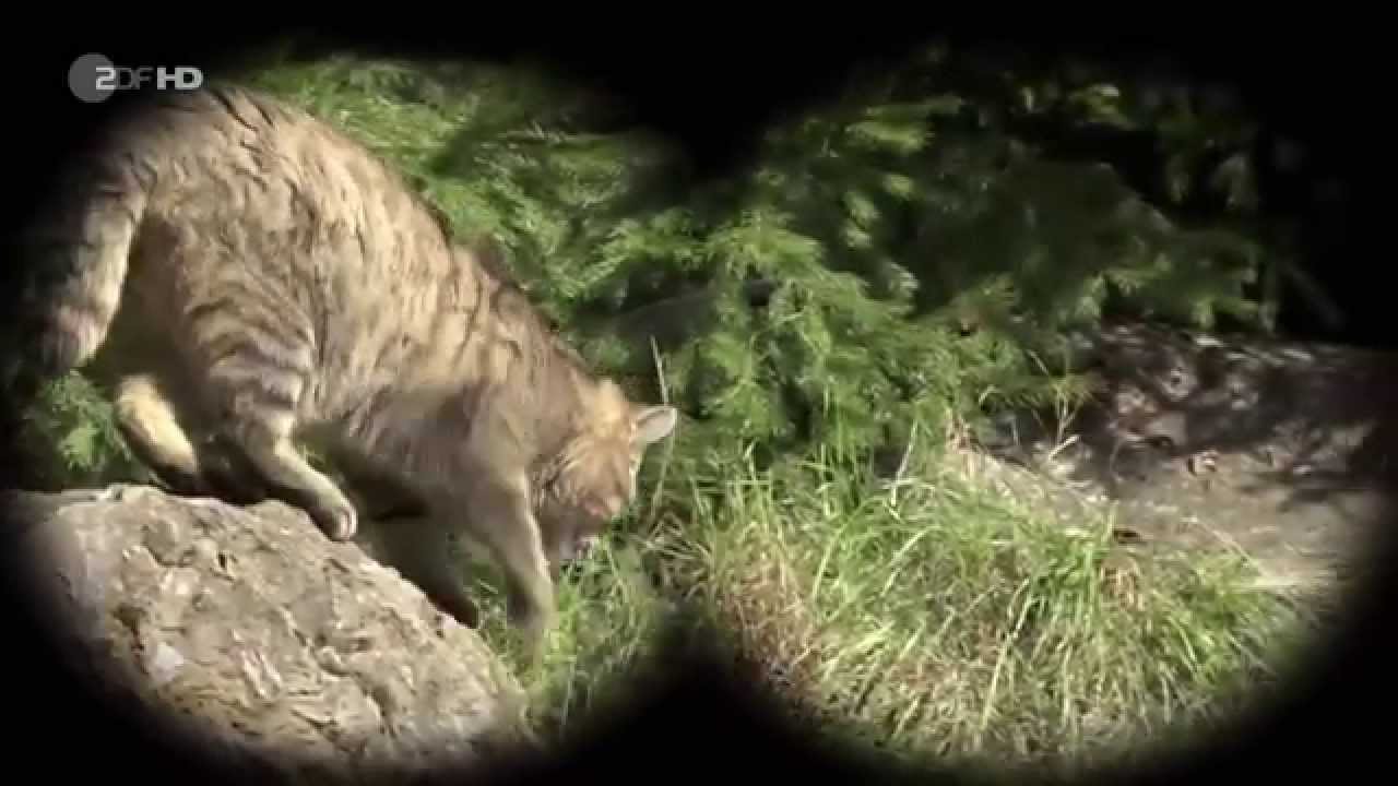Die Katze - An der Seite des Menschen wurde die Samtpfote verg&ouml;ttert - und verteufelt - Terra X