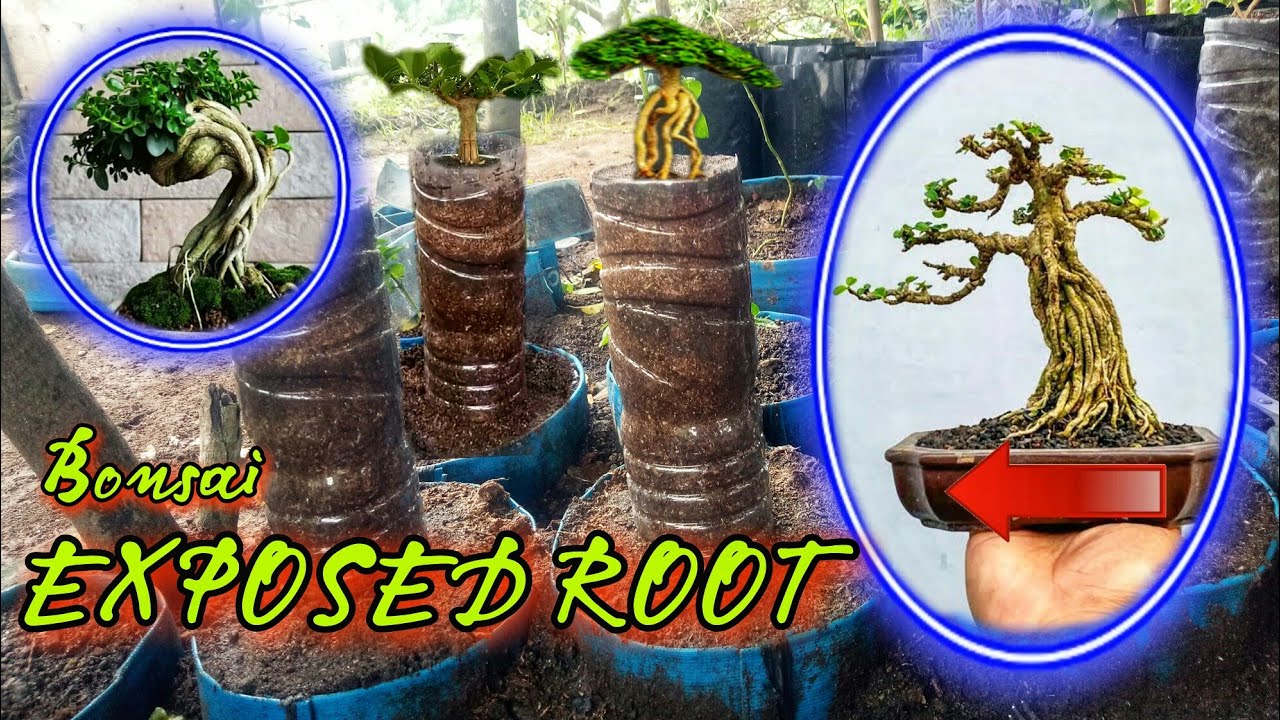 Bonsai Exposed Root On Proses id Sancang