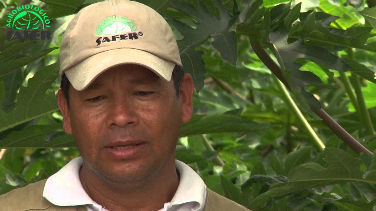 Cultivo de Papaya