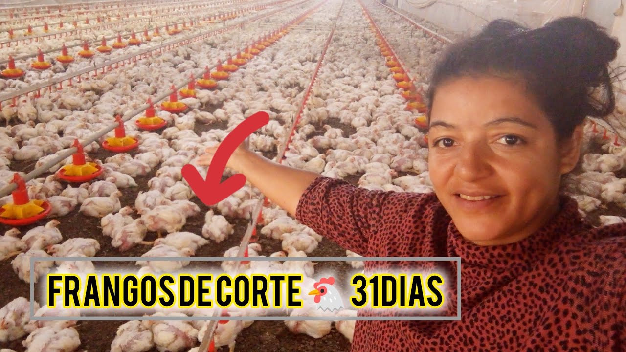Frangos de corte 🐔🙏 com 31dias🏠🏠