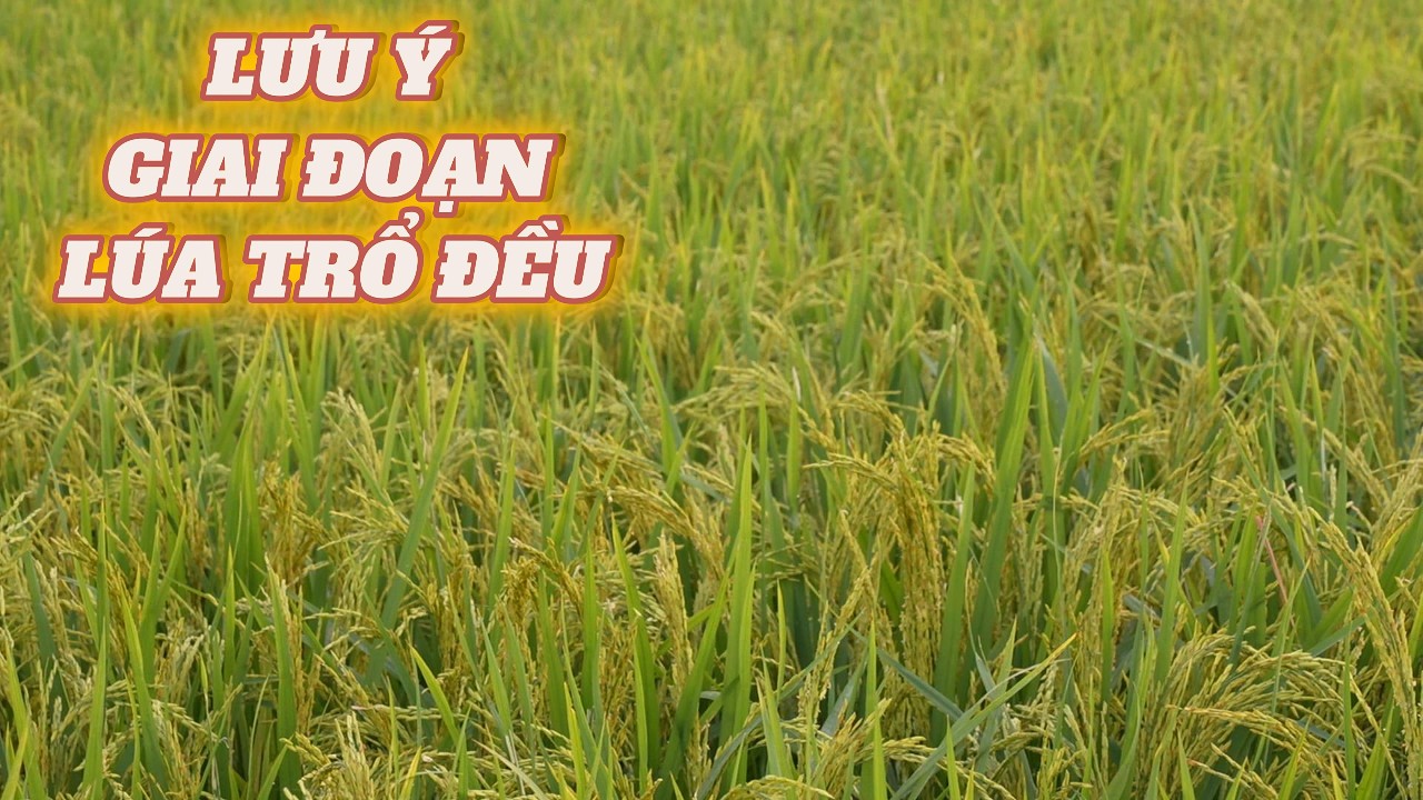 phun thuốc TO HẠT SÁNG BÔNG giai đoạn lúa trổ đều l Thanhdotv