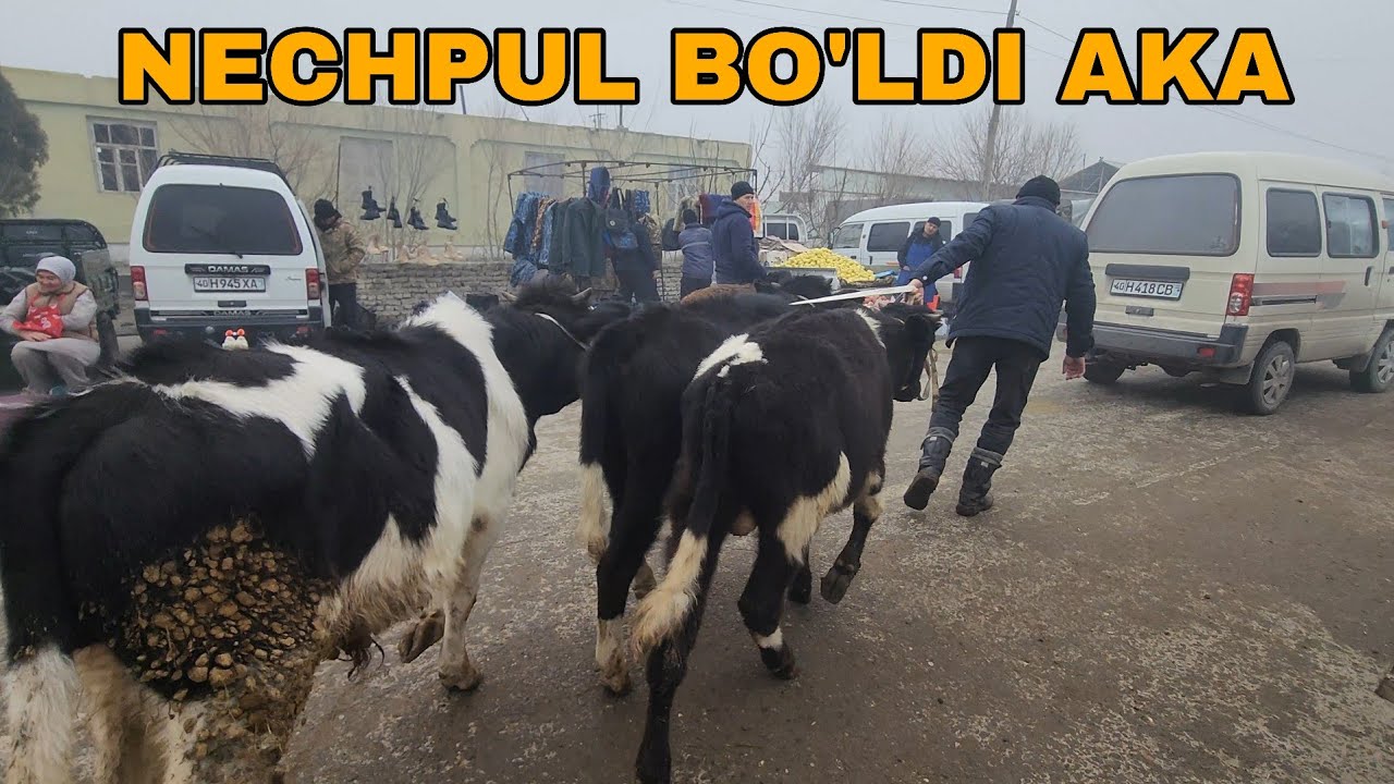 SOTILGAN VA QAYTGAN MOL QO'YLAR NARXI.  DO'RMANCHA CHORVA BOZORI. 