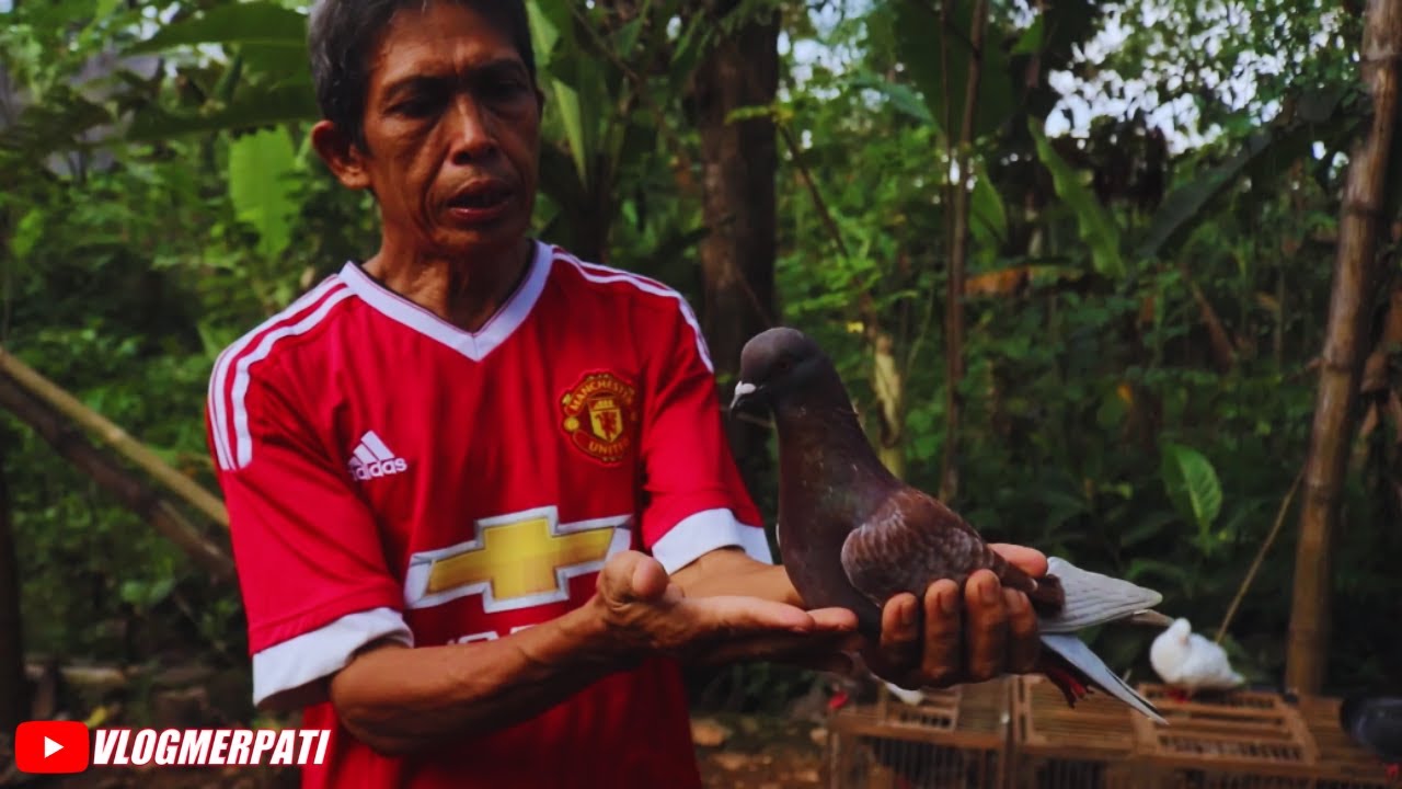 review semua merpati mbah gon
