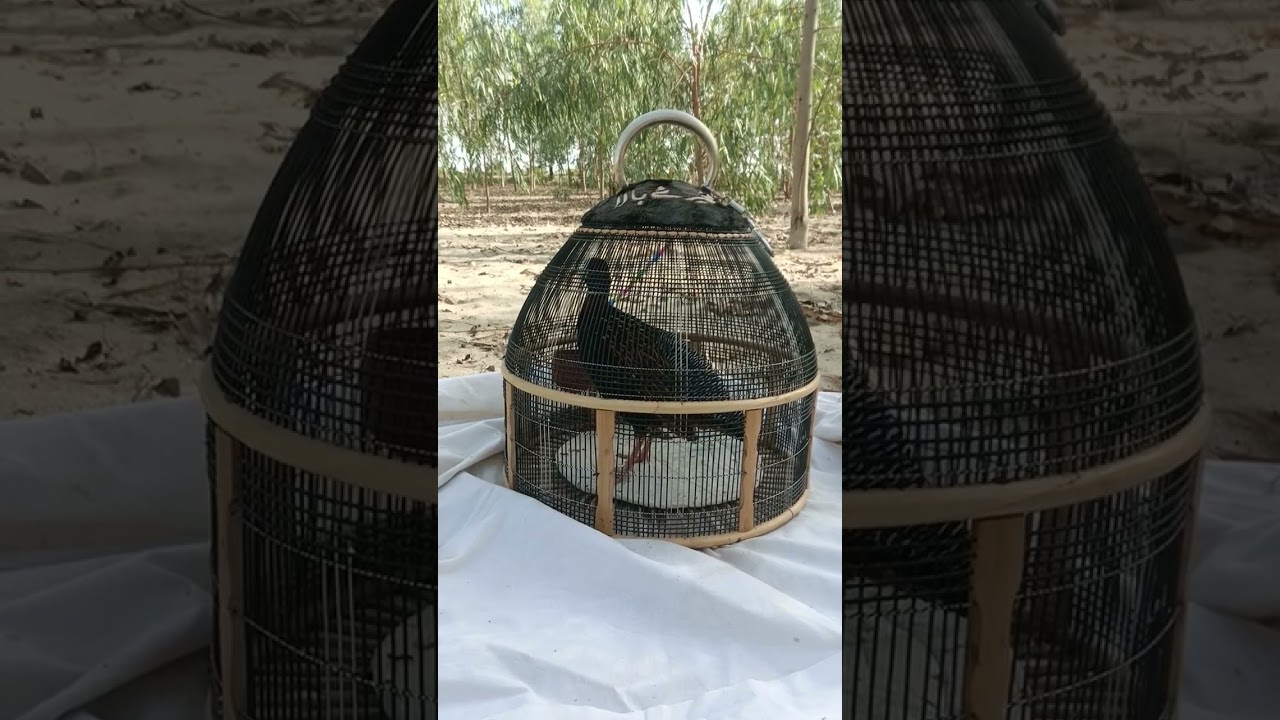 black teter awaaz/ black frankcoil awaz