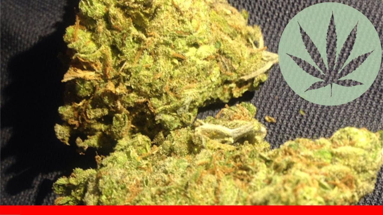 Black Jack - All About This Strain