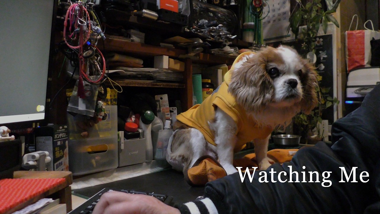 Life at My Desk with Our Cavalier