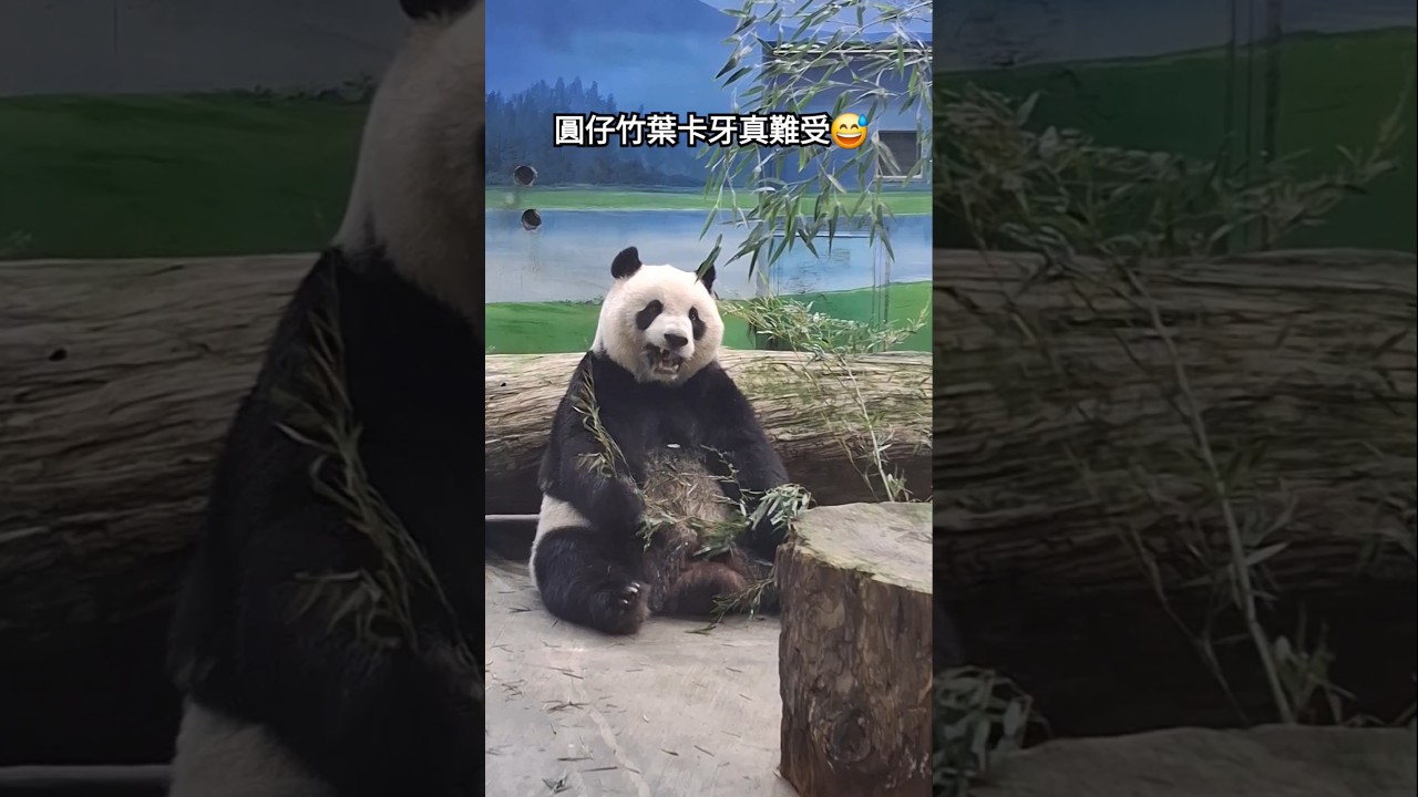 圓仔：竹葉還是夠塞牙縫的 #panda #yuanzai #吃播 #動物