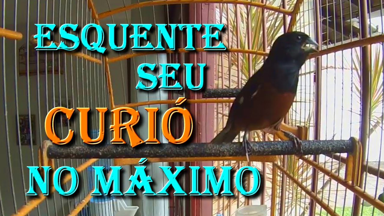 CAN&Ccedil;&Atilde;O PODEROSA DO CURI&Oacute; PARA FOGUEAR