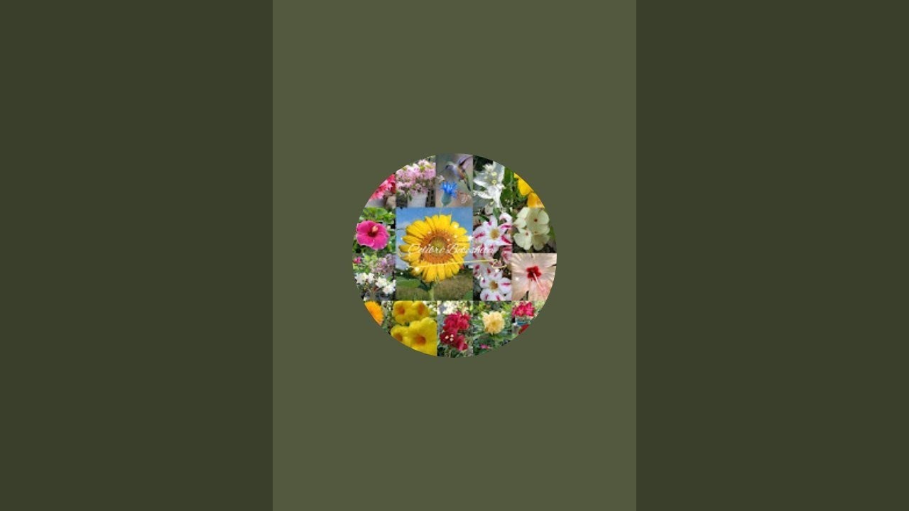 Trasplantar algunas plantas