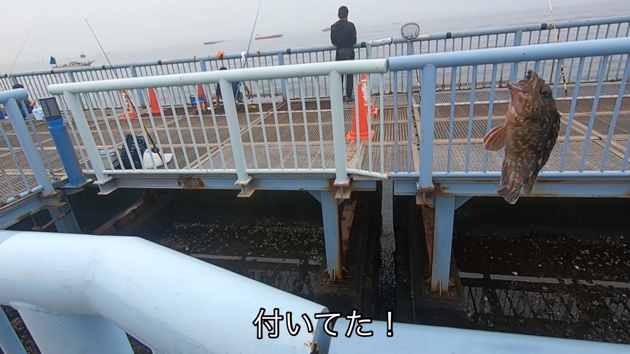 #fishing  大黒海釣り施設　チヌ、メジナ、○○ハタまで！　ポテンシャルの高い釣り場です❗️