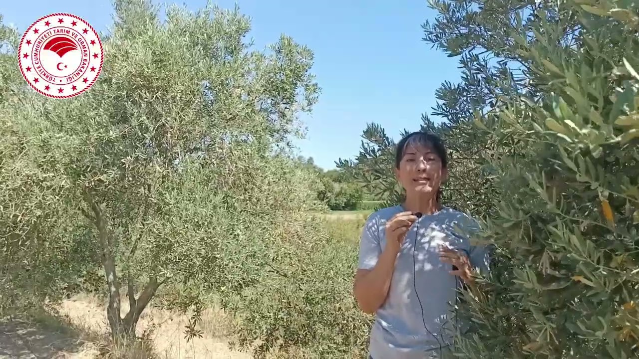 ZEYTİN HASTALIK VE ZARARLILARI İLE MÜCADELE