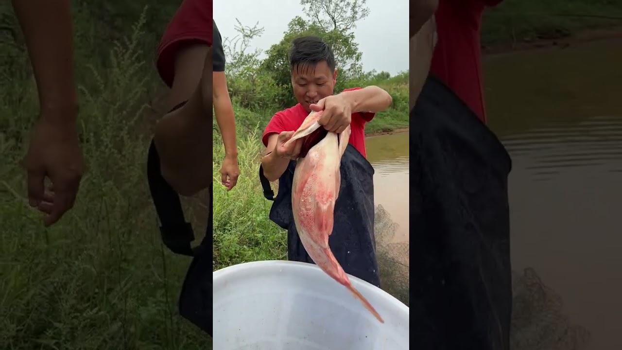 小时候觉得农村的生活枯燥无味，长大了才知道，比起诗和远方，更喜欢这人间烟火朴实平淡的生活#我的乡村生活 #乡村味道 #原创作品 #新农人@敏敏 @雁城阿辉哥哥 @雁城阿辉老表