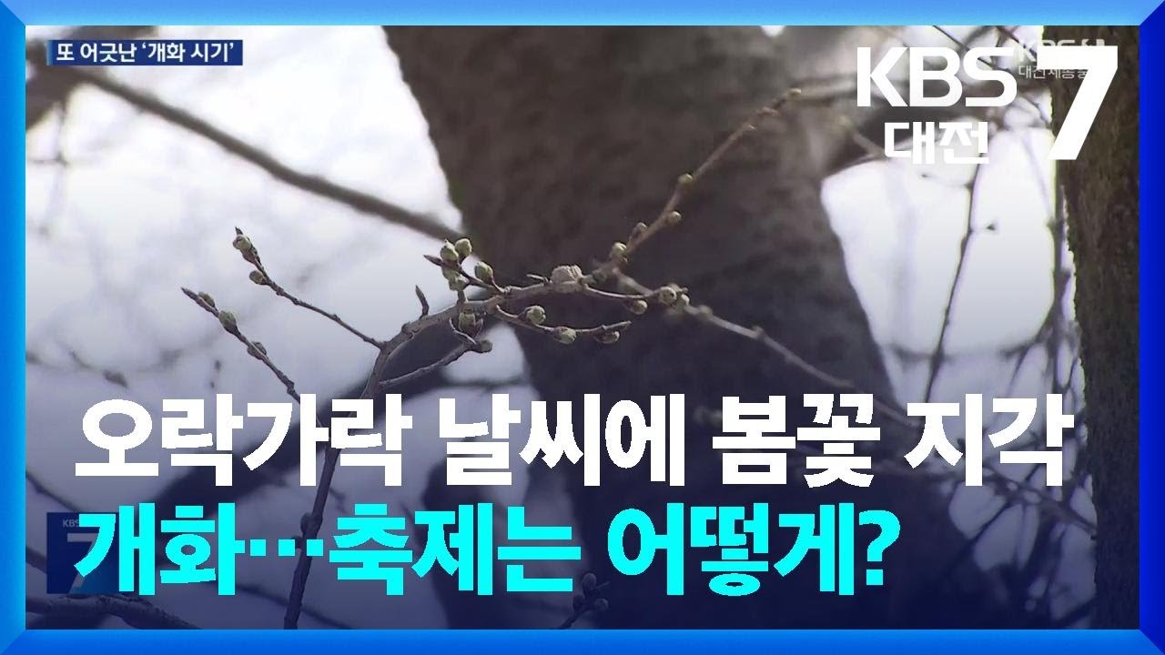 오락가락 날씨에 봄꽃 지각 개화…축제는 어떻게? / KBS  2025.03.25.