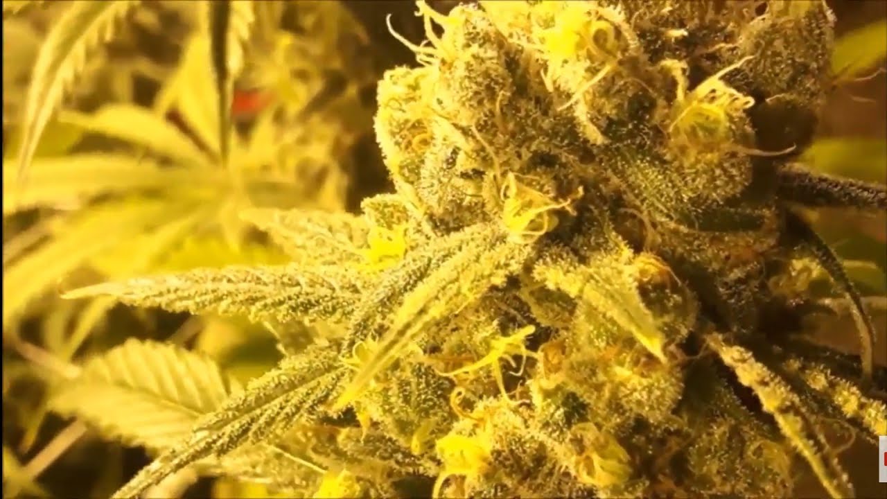 TGA Seeds Lemon OG Kush Indoor Grow Day 56