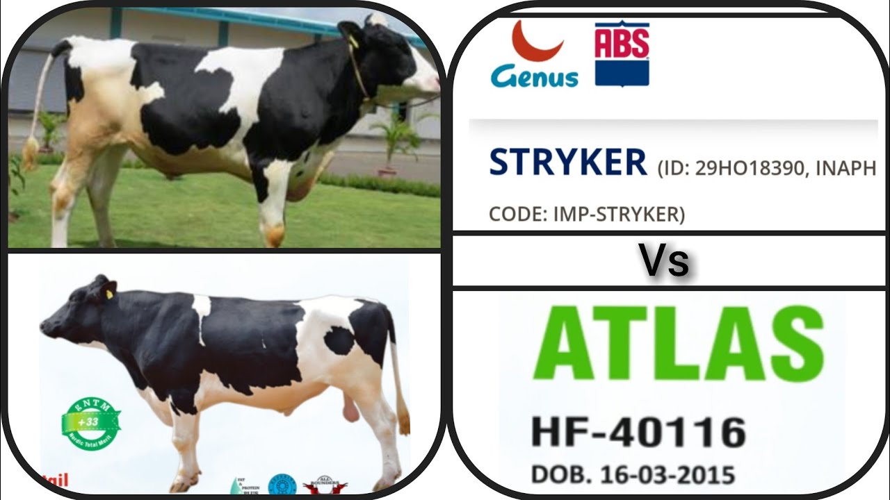 ABS STRYKER  Vs  DENMARK 40116 || कौन  सा BULL है BEST || full comparison #hfbull #breeding