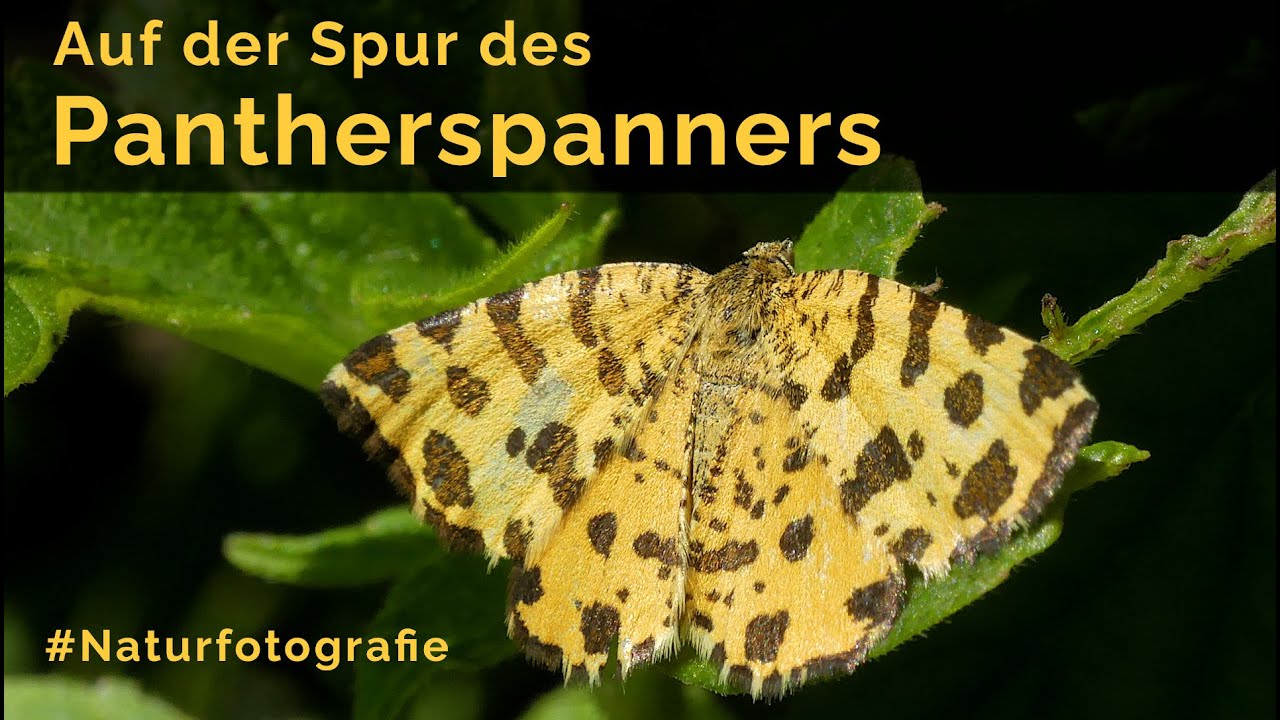 Auf der Spur des Pantherspanners - eine kleine Schmetterlingsexkursion (Fotografie und Film)