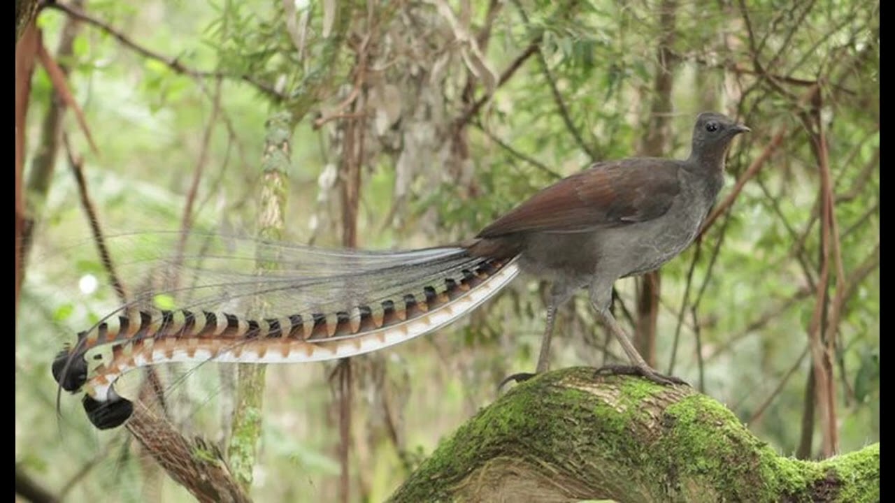 Superb Lyrebird (songbird)