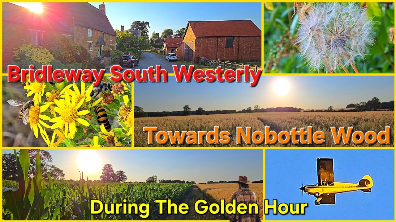 Nobottle Short Circular 3/5 S.W Bridleway Through Golden Sunlit Fields Towards Nobottle Wood