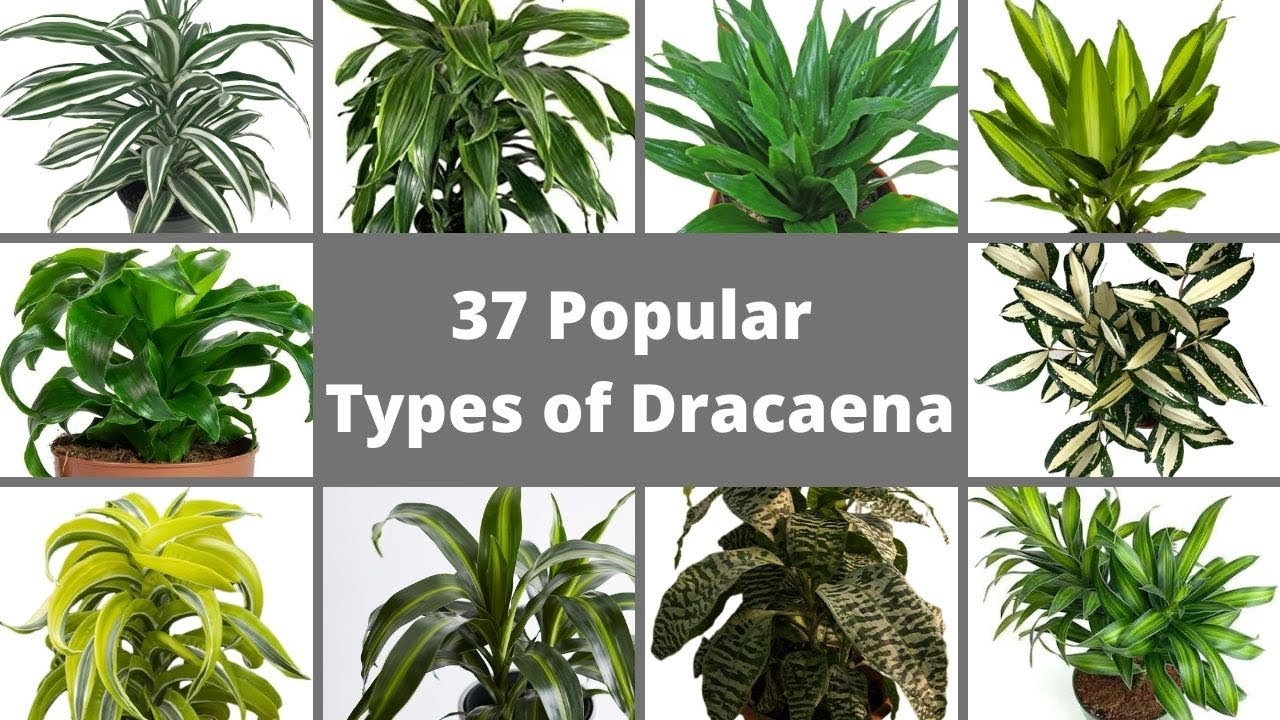37 Popular Types of Dracaena Plants // Best Dracaena Varieties // Dracaena identification .