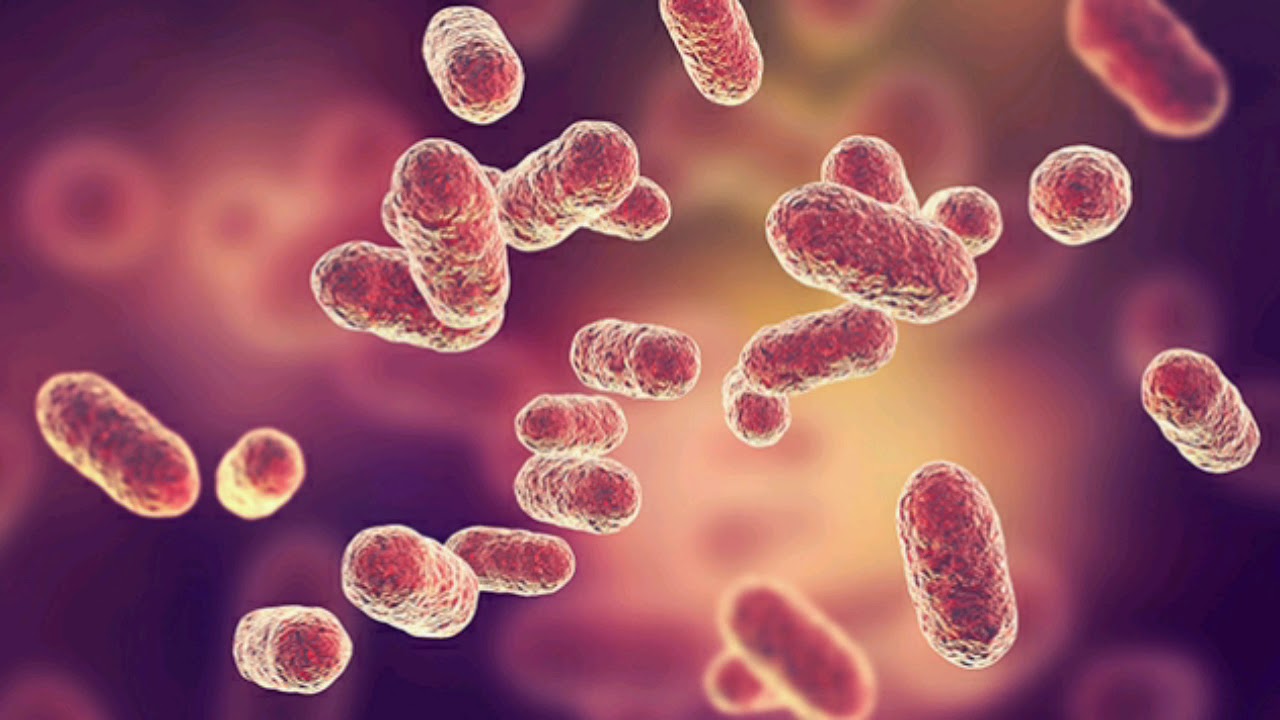 Azotobacter ( Struktur dan Peranan )