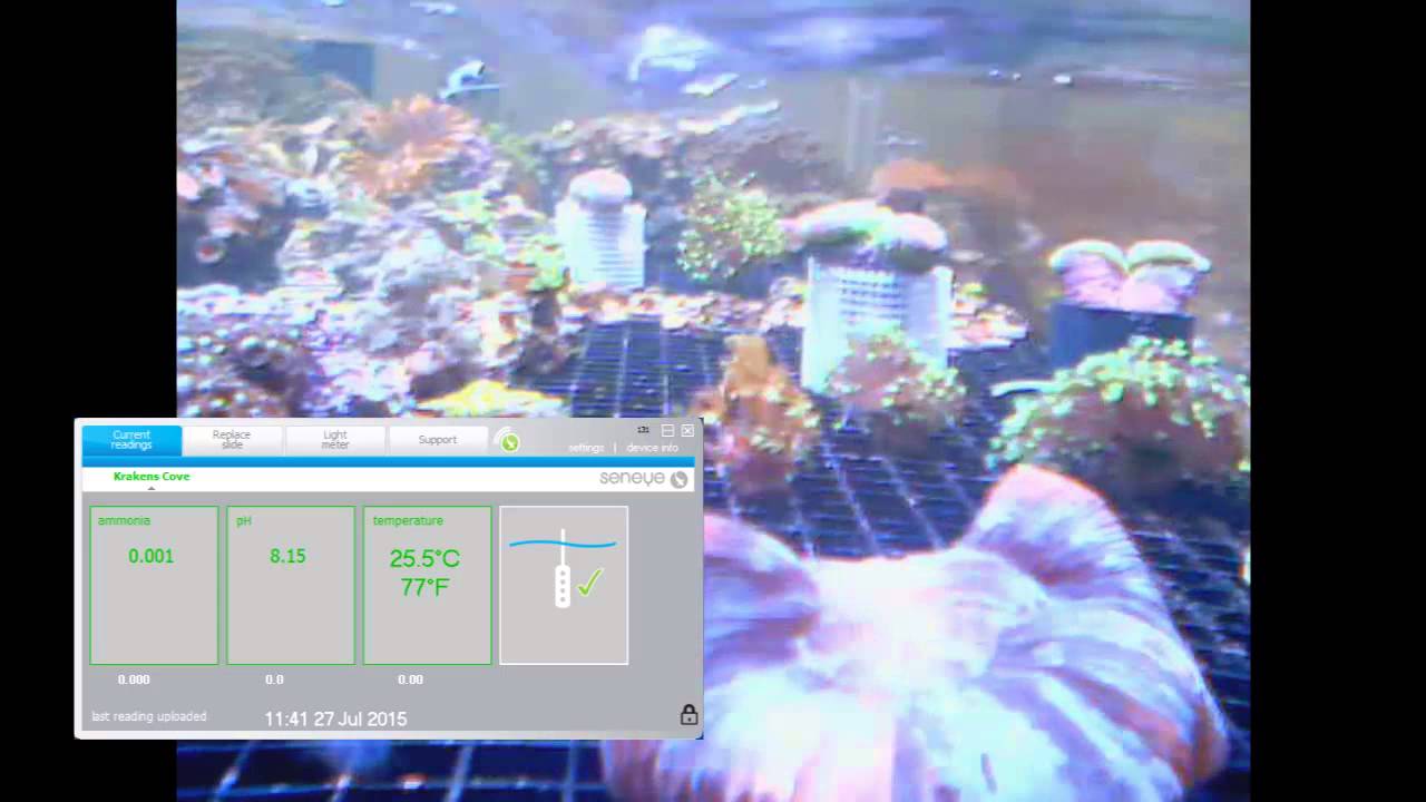 Krakens Cove Live Stream
