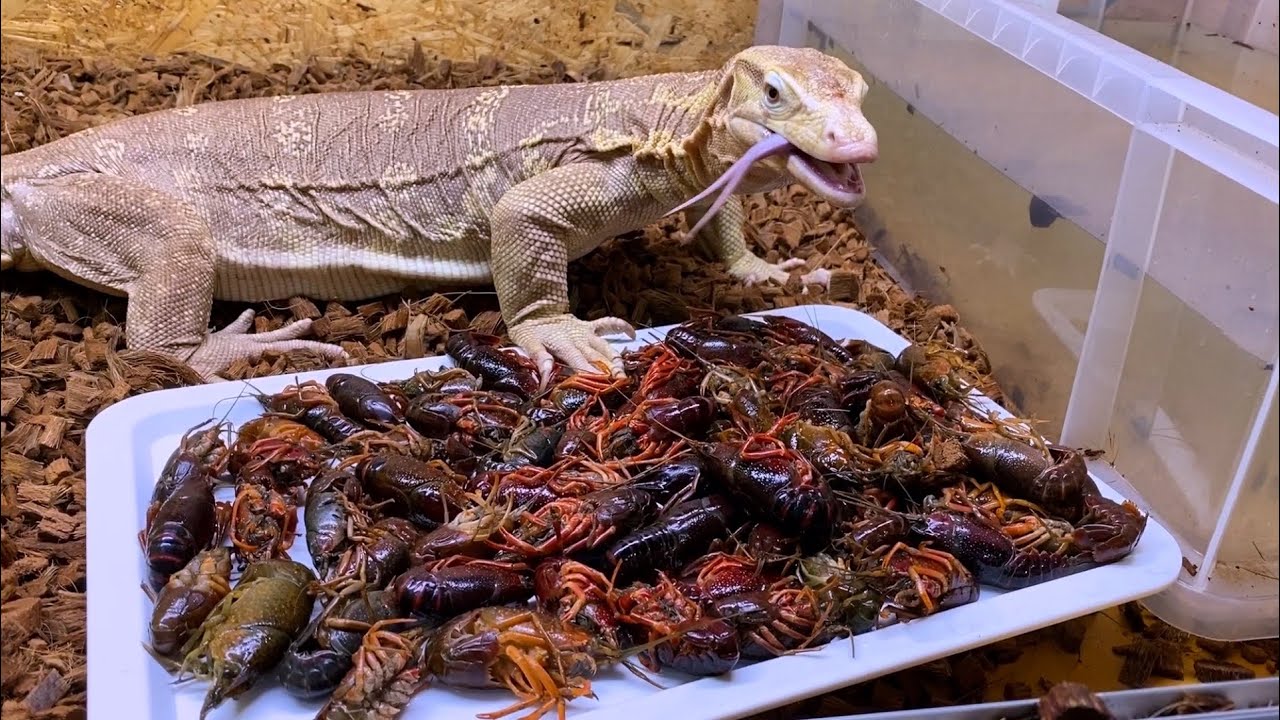 オオトカゲが大量のザリガニをバリバリと音を立てながら食い尽くす！