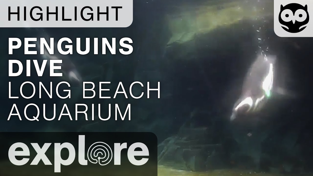 Penguins Dive at the Habitat - Long Beach Aquarium - Live Cam Highlight